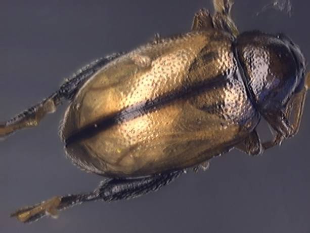 Longitarsus melanocephalus